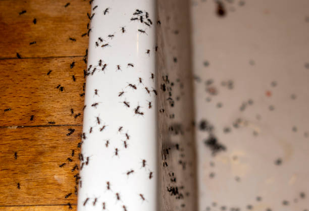 Best Local Pest Control Services  in Dell Rapids, SD